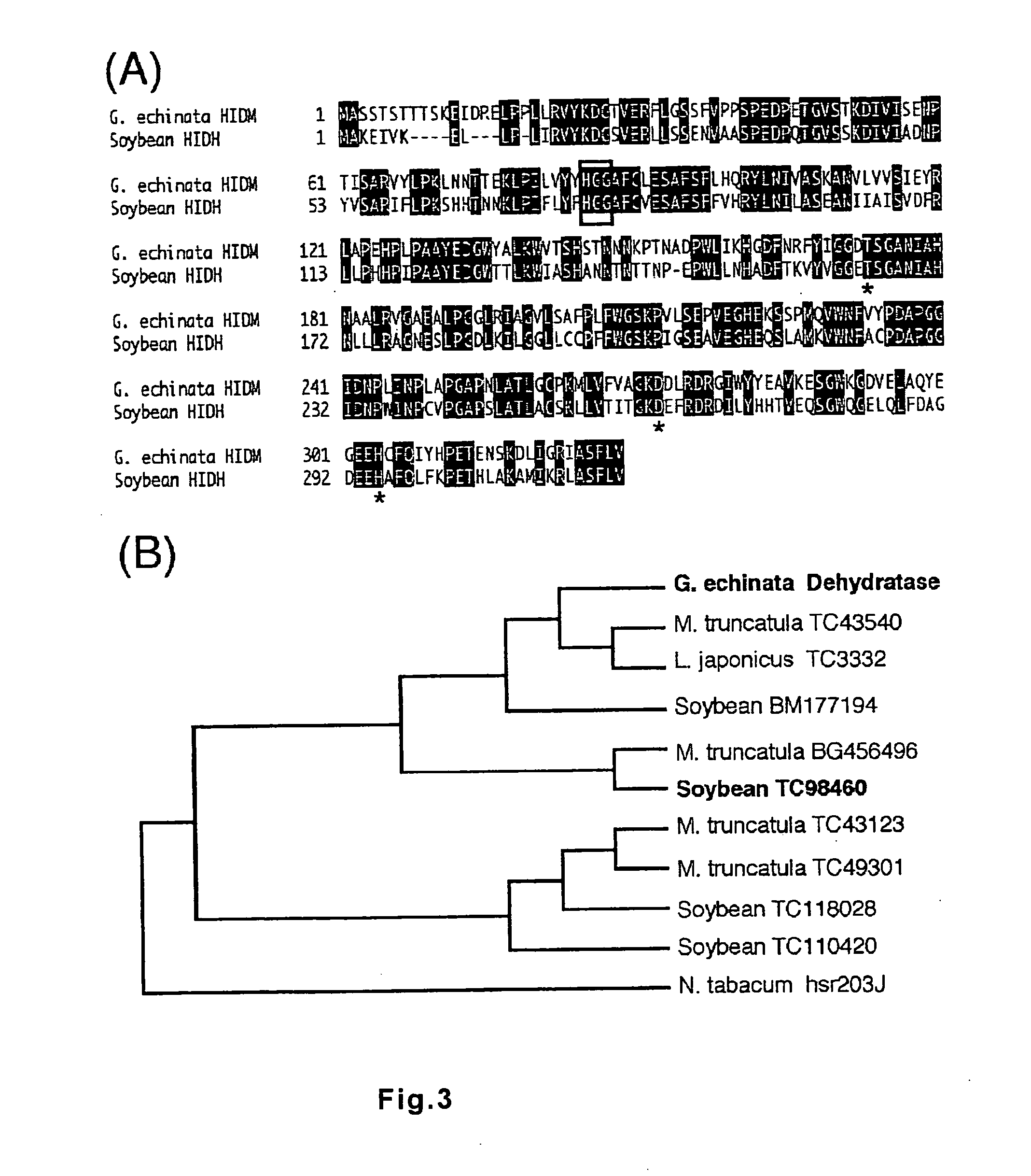 Polynucleotide encoding 2-hydorxyisoflavanone dehydratase and application of the same