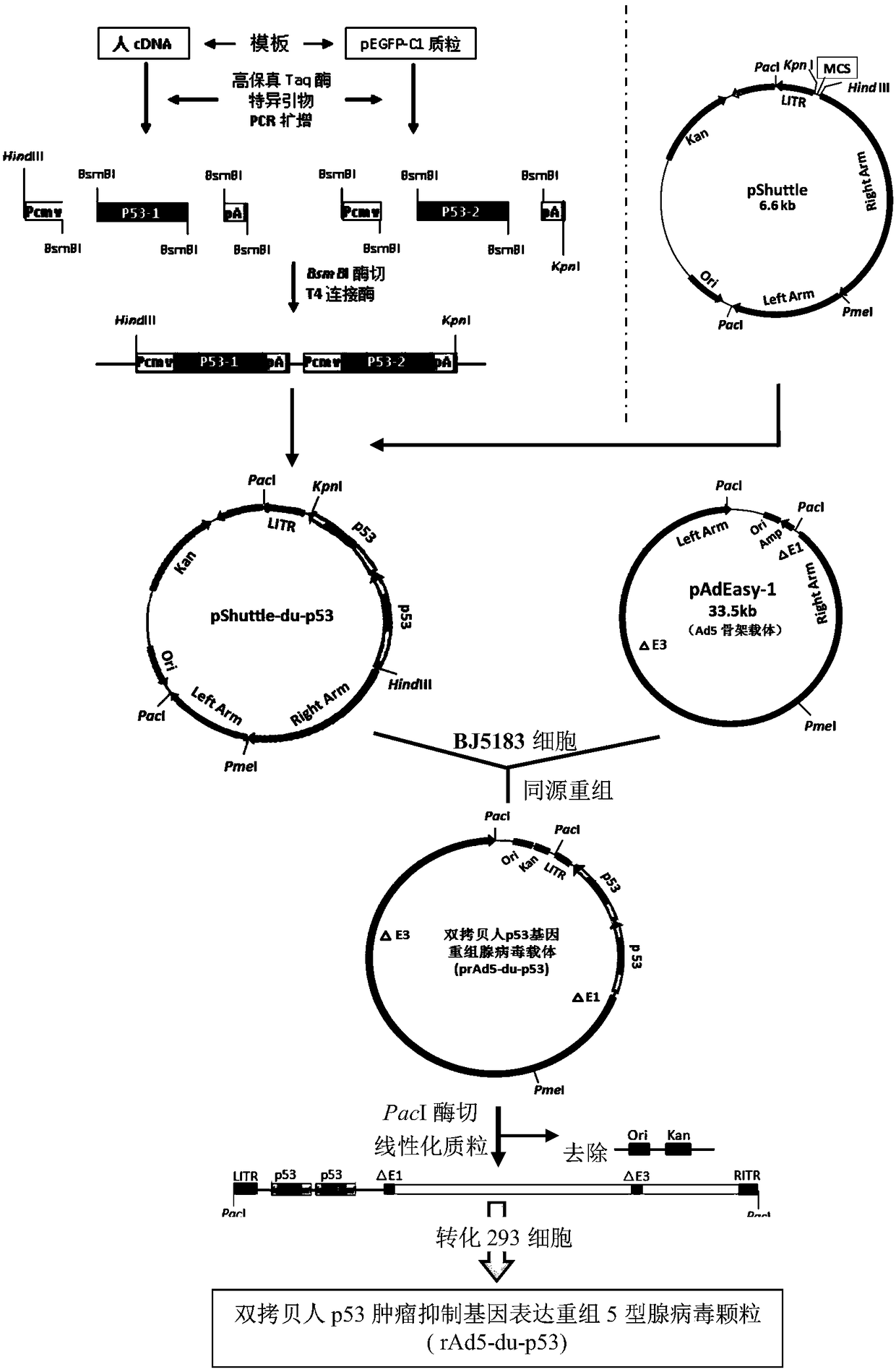 A double-copy human p53 gene recombinant adenovirus and its preparation method