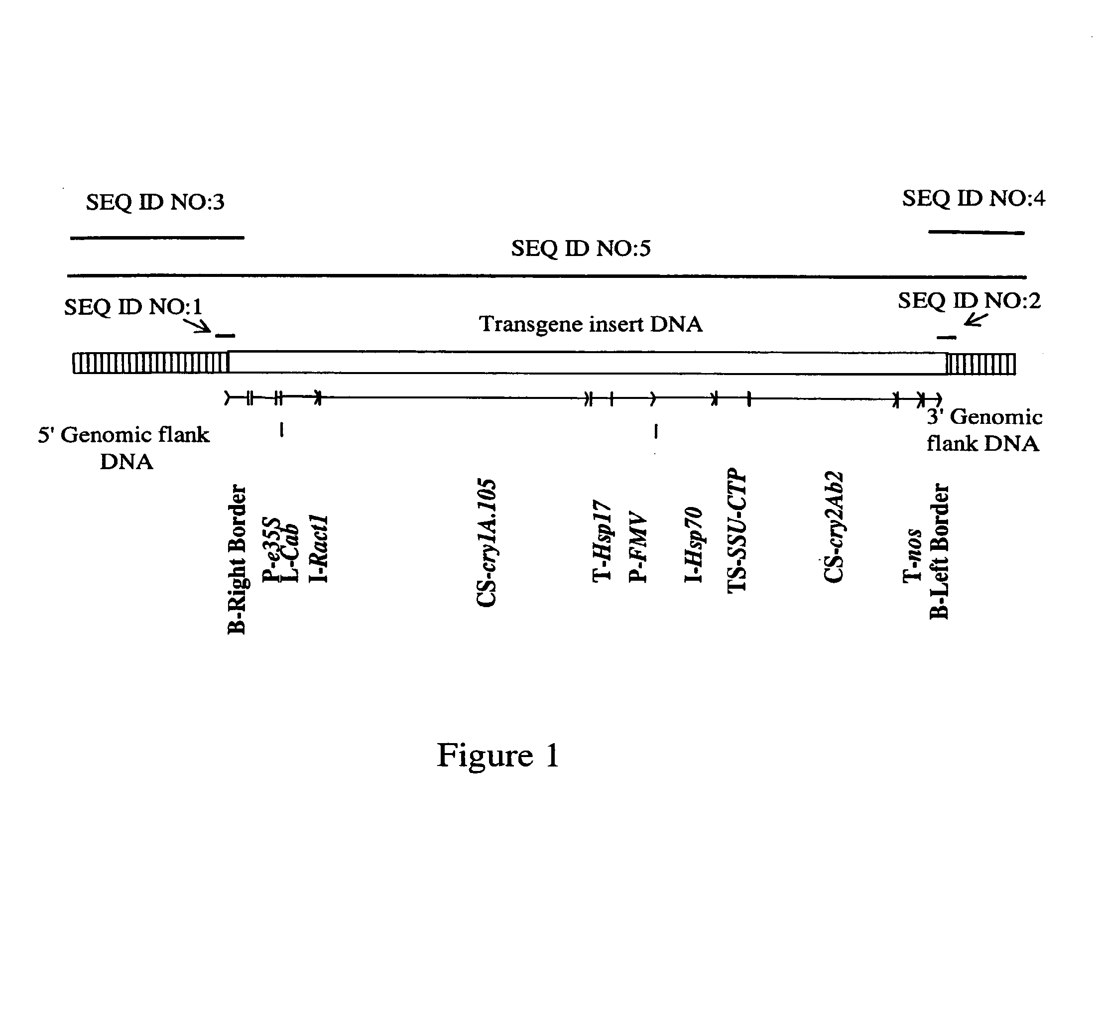 Corn plant and seed corresponding to transgenic event MON89034 and methods for detection and use thereof