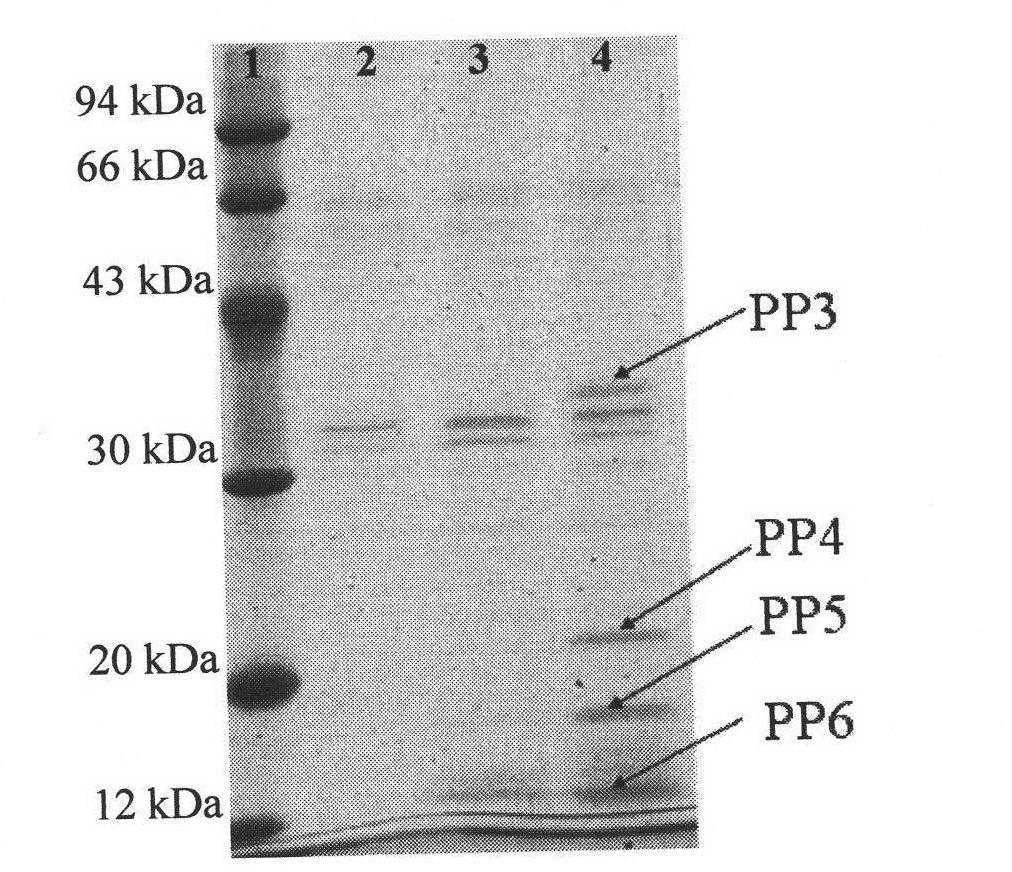 Method for screening and identifying adhesion proteins