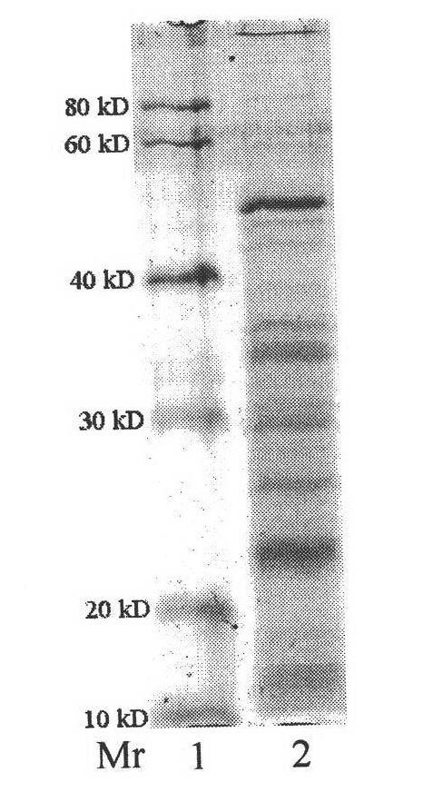 Method for screening and identifying adhesion proteins