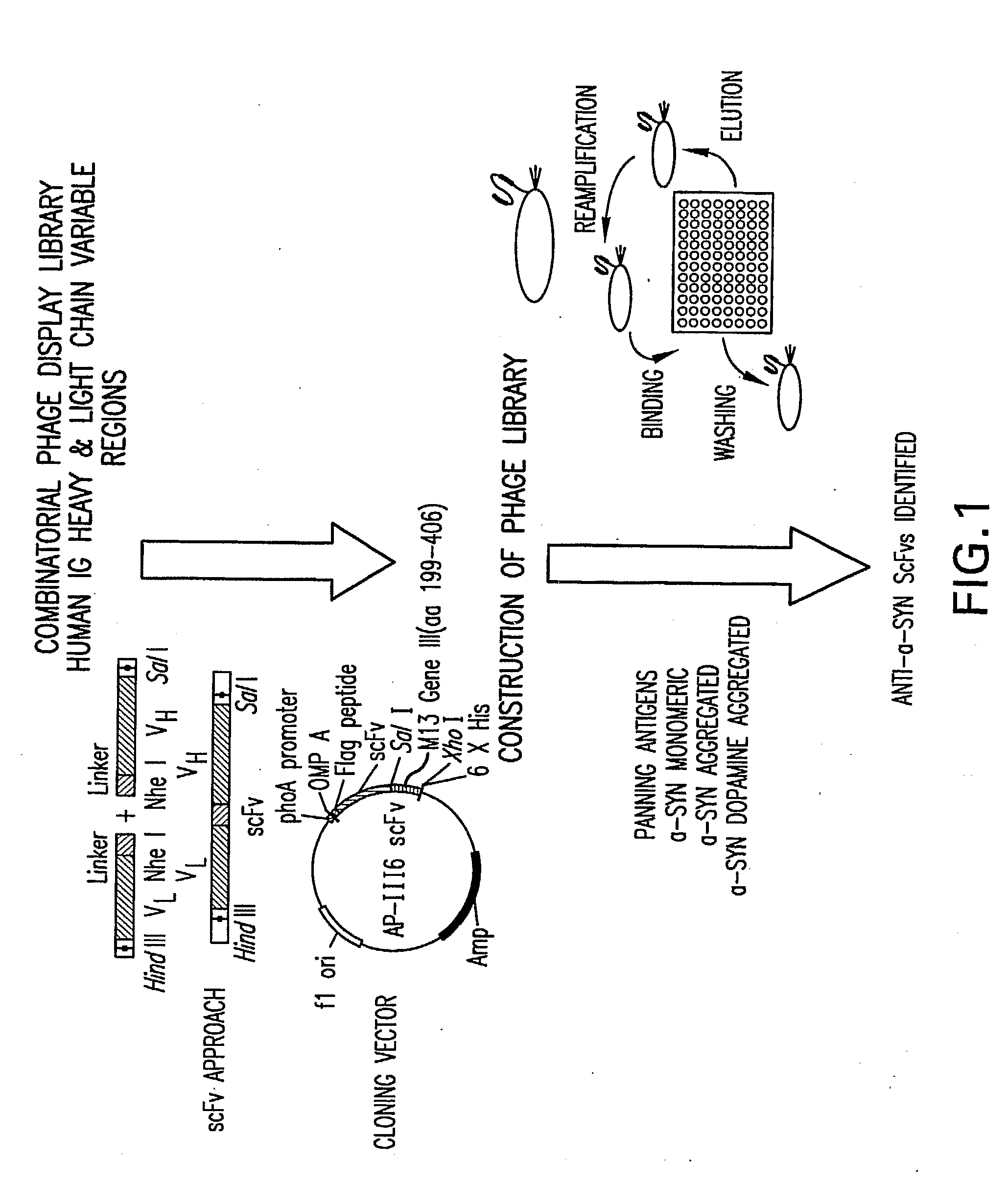 Alpha-Synuclein Antibodies and Methods Related Thereto