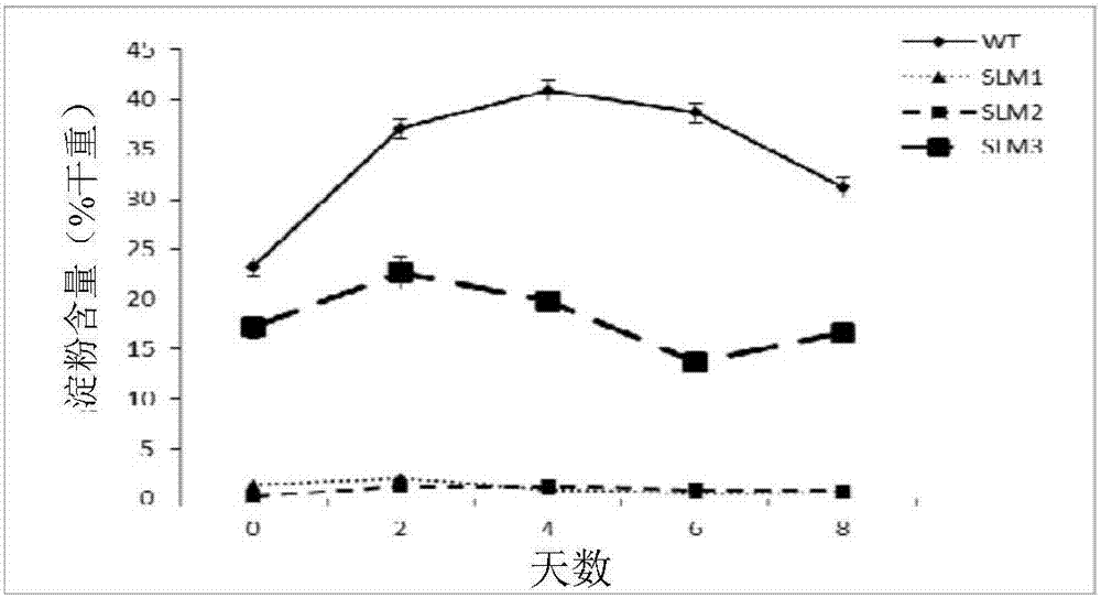 Sorokin chlorella synthetic starch defect type mutant strain and application thereof