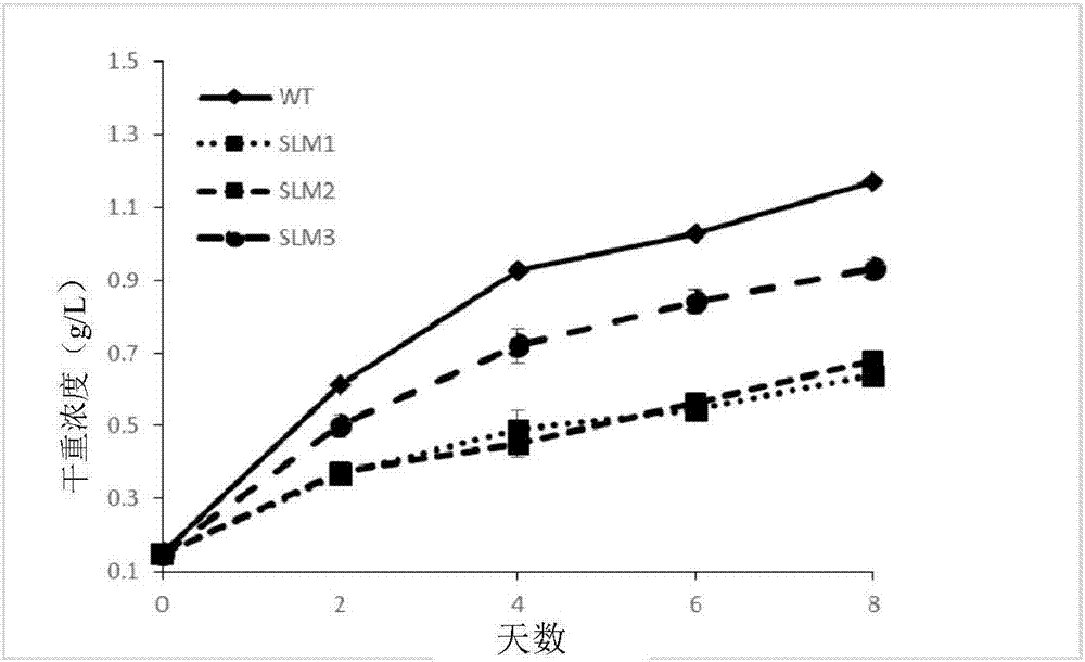 Sorokin chlorella synthetic starch defect type mutant strain and application thereof