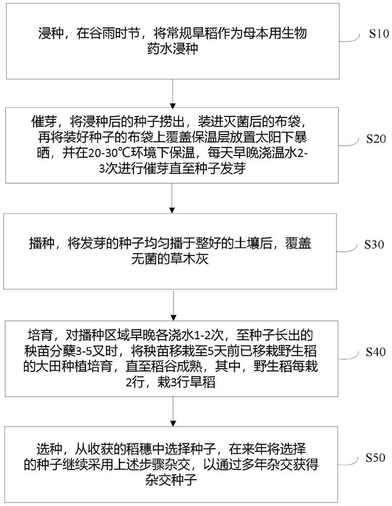 Raising rice cultivation method