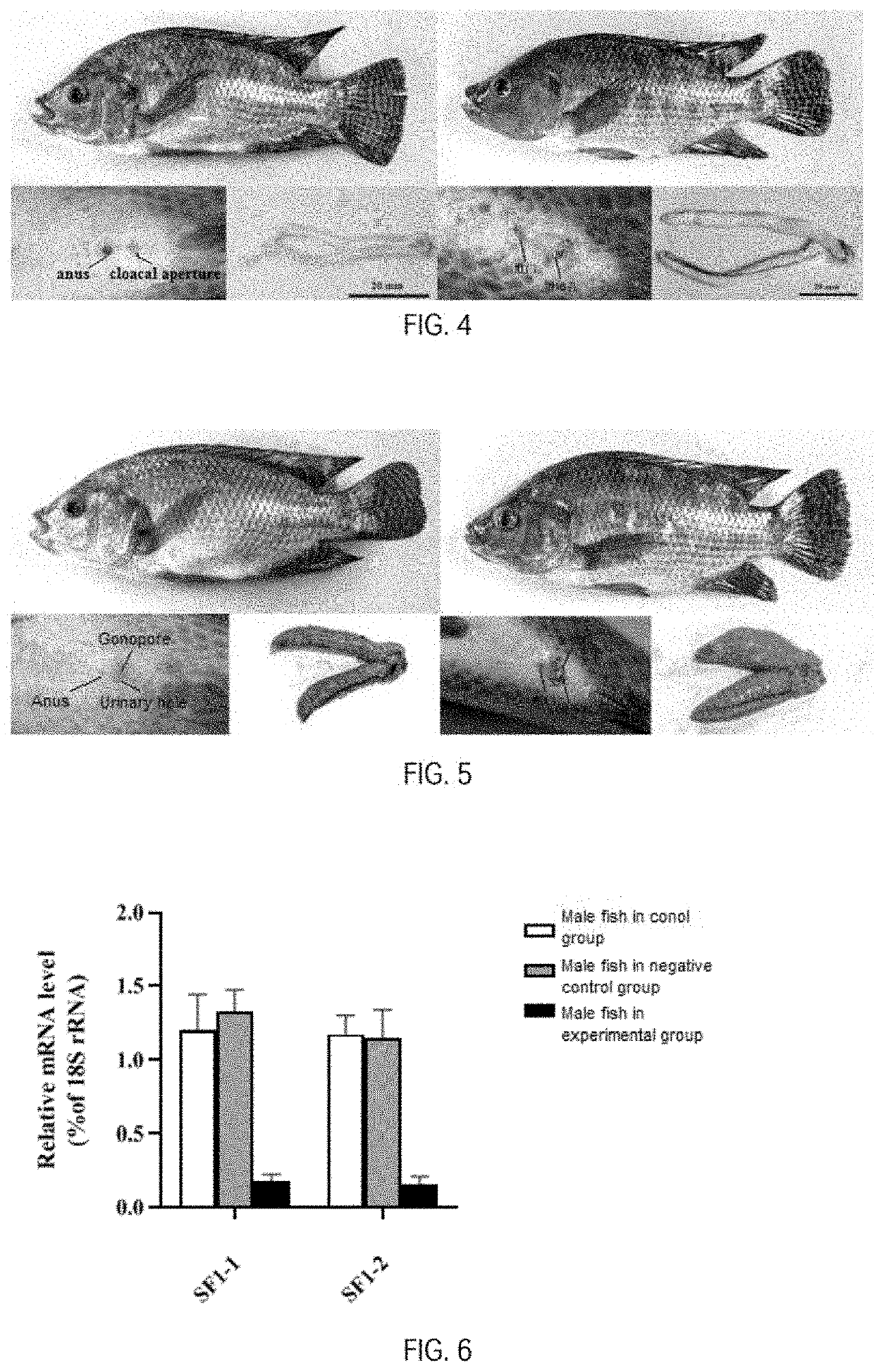 Combination of antisense RNA sequences and use in the production of abortive tilapia