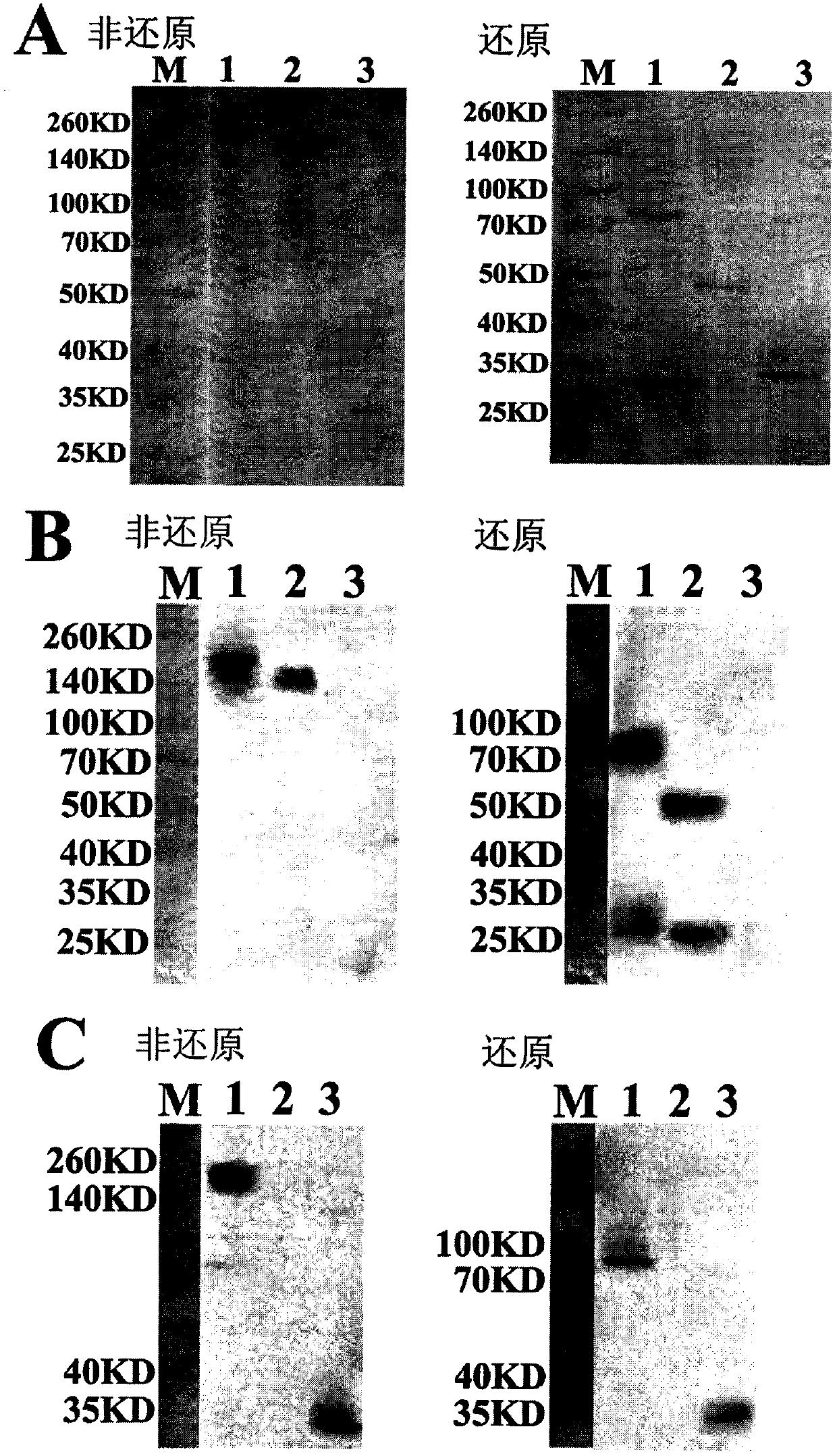 Preparation and application of an antibody fusion protein targeting vegfr2