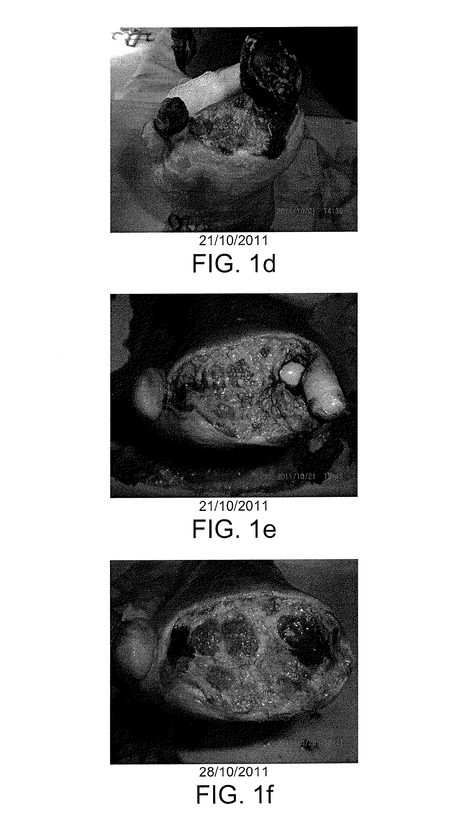 Compositions for the debridement, granulation and reepithelialization of wounds in man