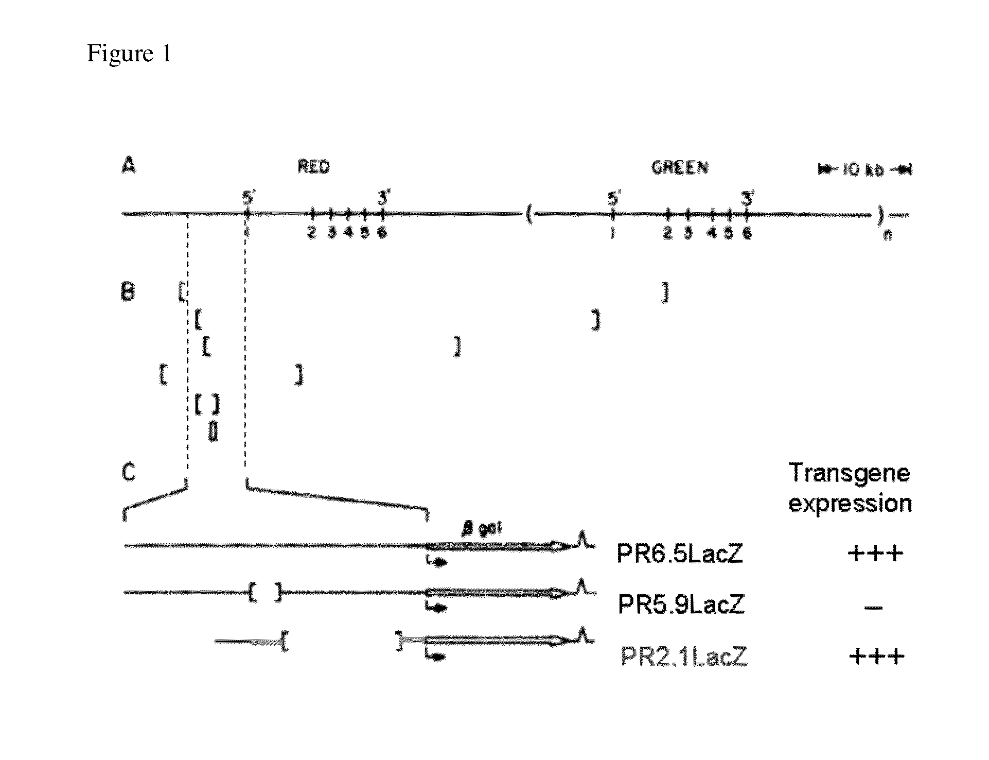 Promoters, expression cassettes, vectors, kits, and methods for the treatment of achromatopsia  and other diseases