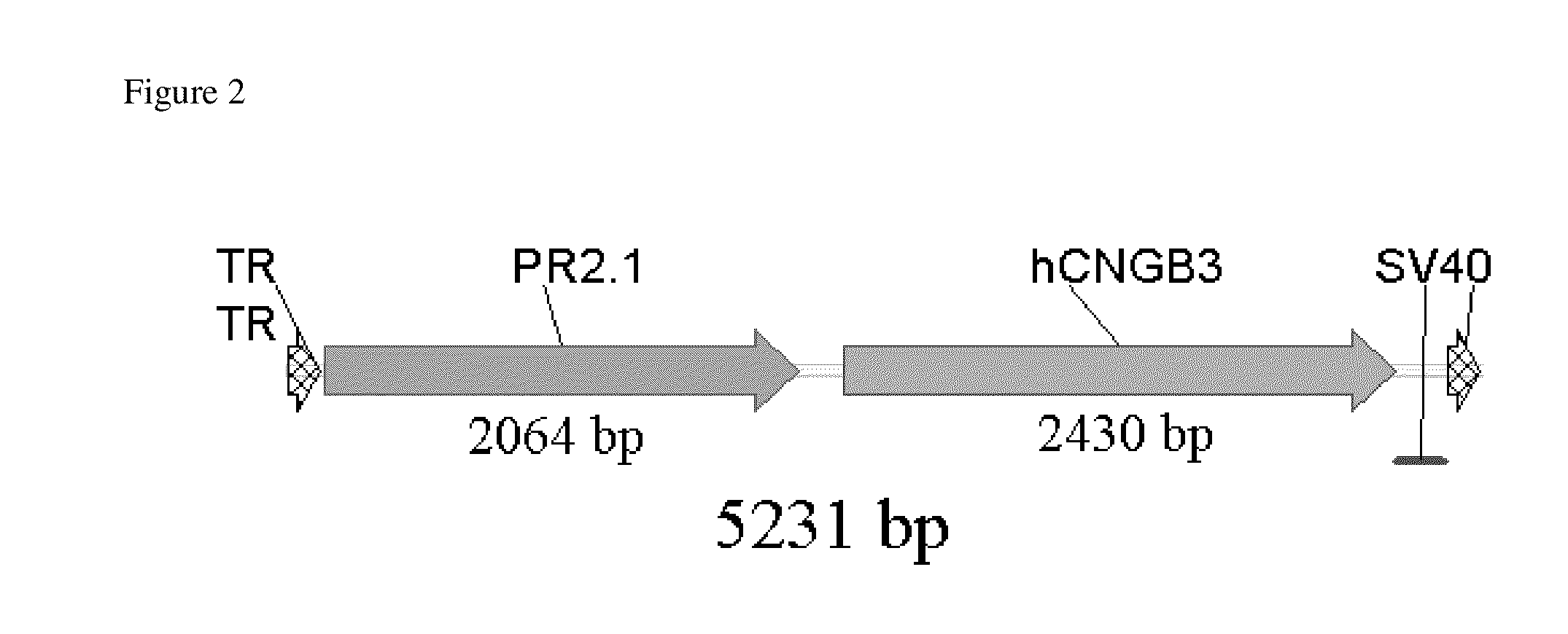 Promoters, expression cassettes, vectors, kits, and methods for the treatment of achromatopsia  and other diseases