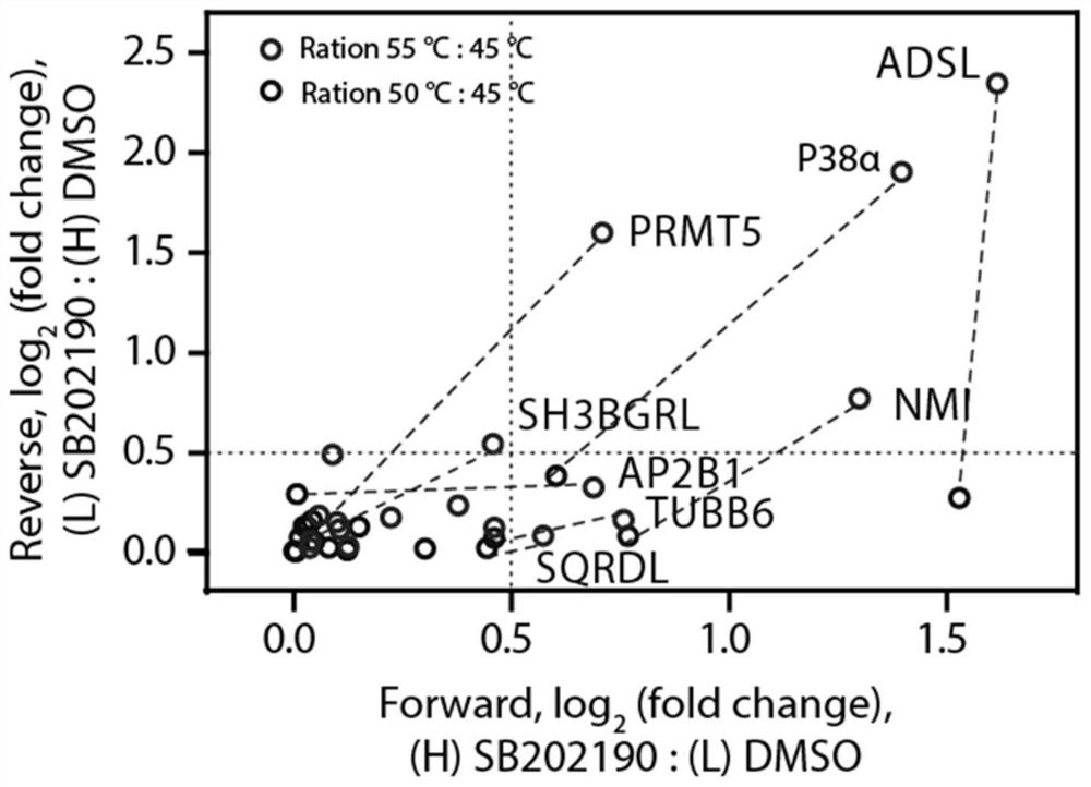 Method and application of protein thermal stability measurement combined with bidirectional stable isotope labeling proteomics screening drug targets
