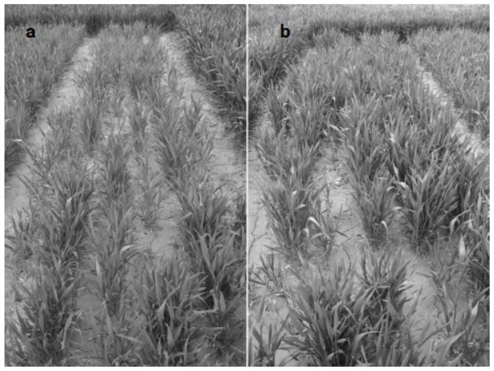 Chaetomium globosum and application thereof in promoting growth and increasing yield of wheat