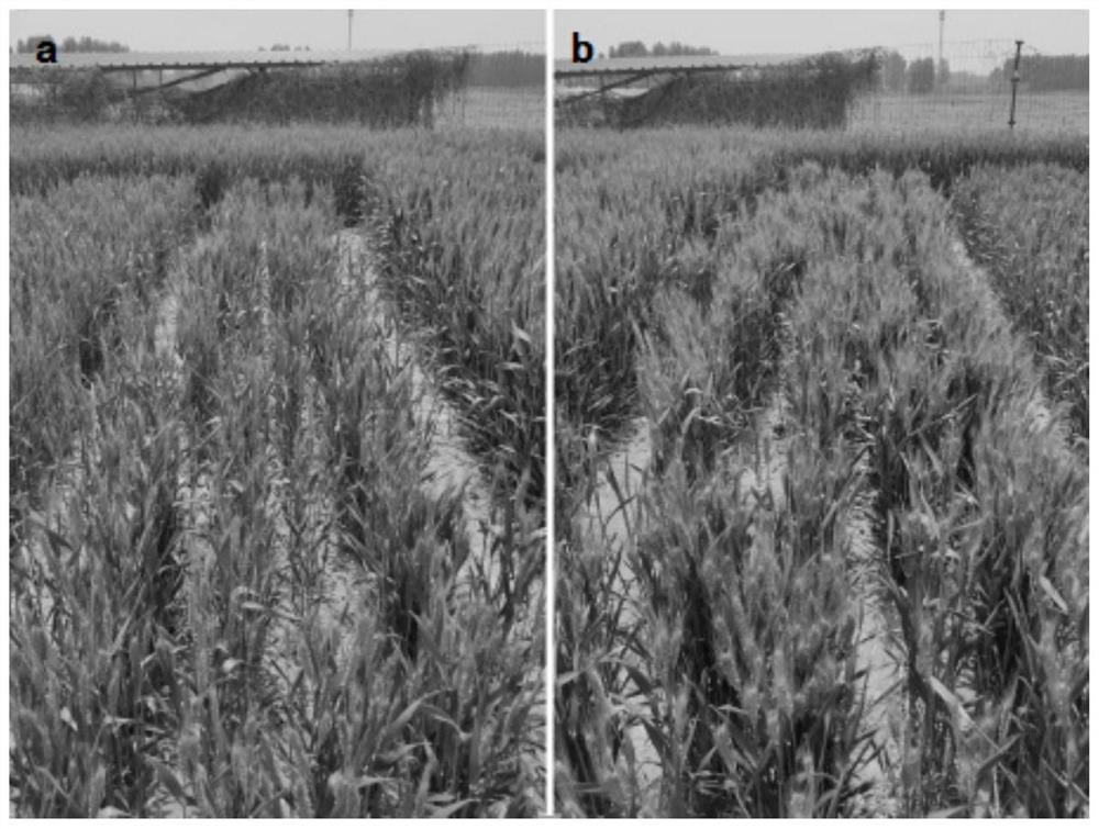 Chaetomium globosum and application thereof in promoting growth and increasing yield of wheat