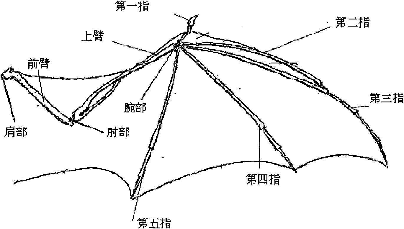Straight foldable wing of flapping-wing aircraft