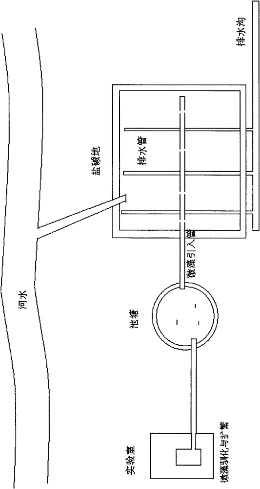 Domestication method of nostoc and application thereof
