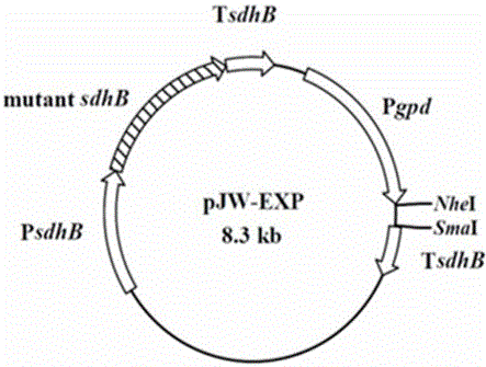 A kind of Ganoderma lucidum polysaccharide high-yield engineering strain rmust and its construction method