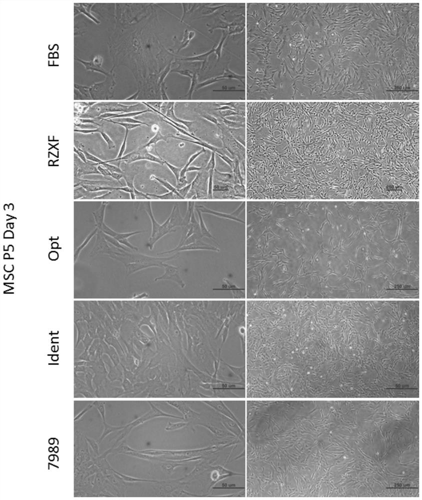 Serum-free, animal-derived component-free, defined media and their applications