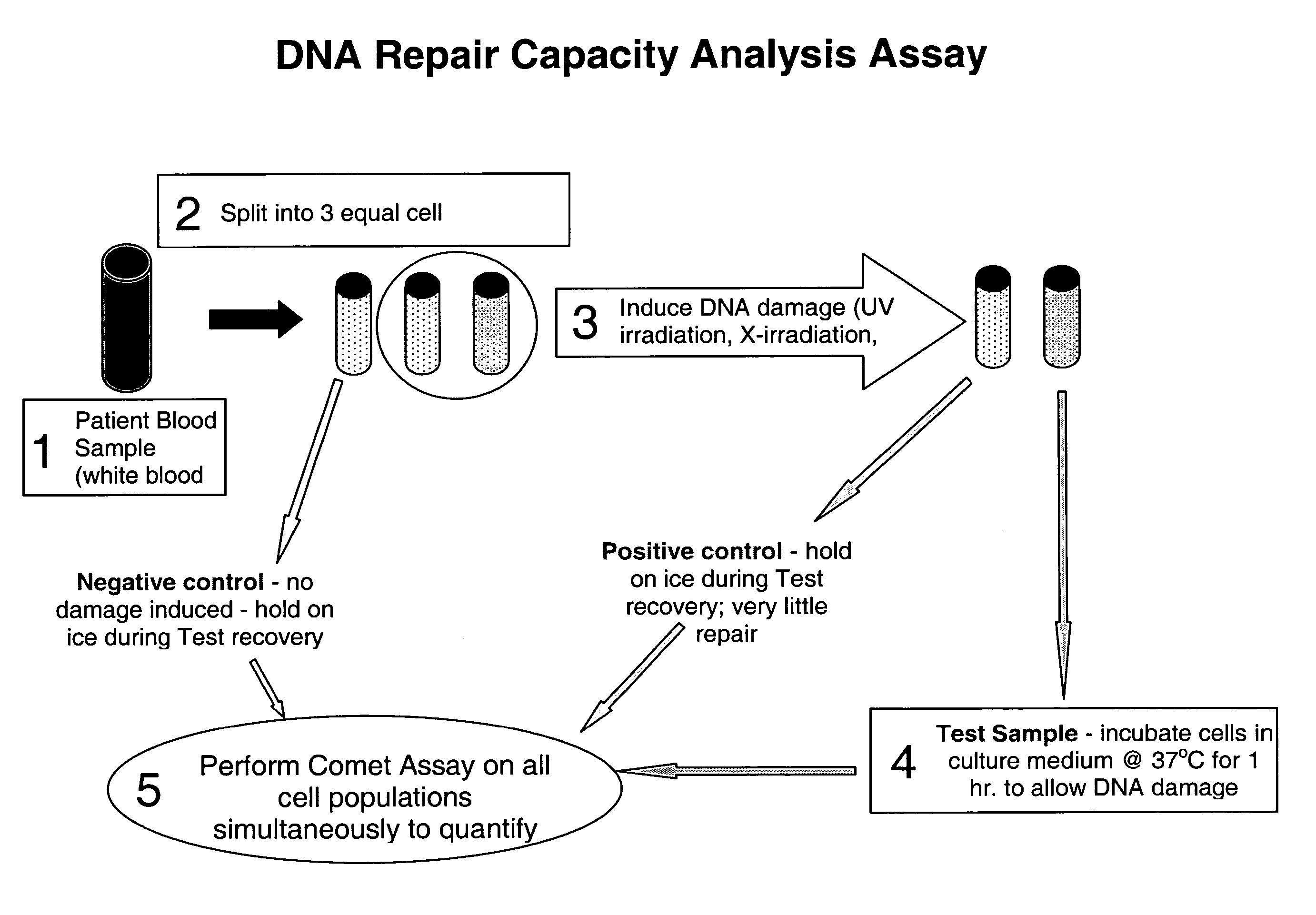 Methods and systems for evaluating health risk factors by measurement of DNA damage and DNA repair