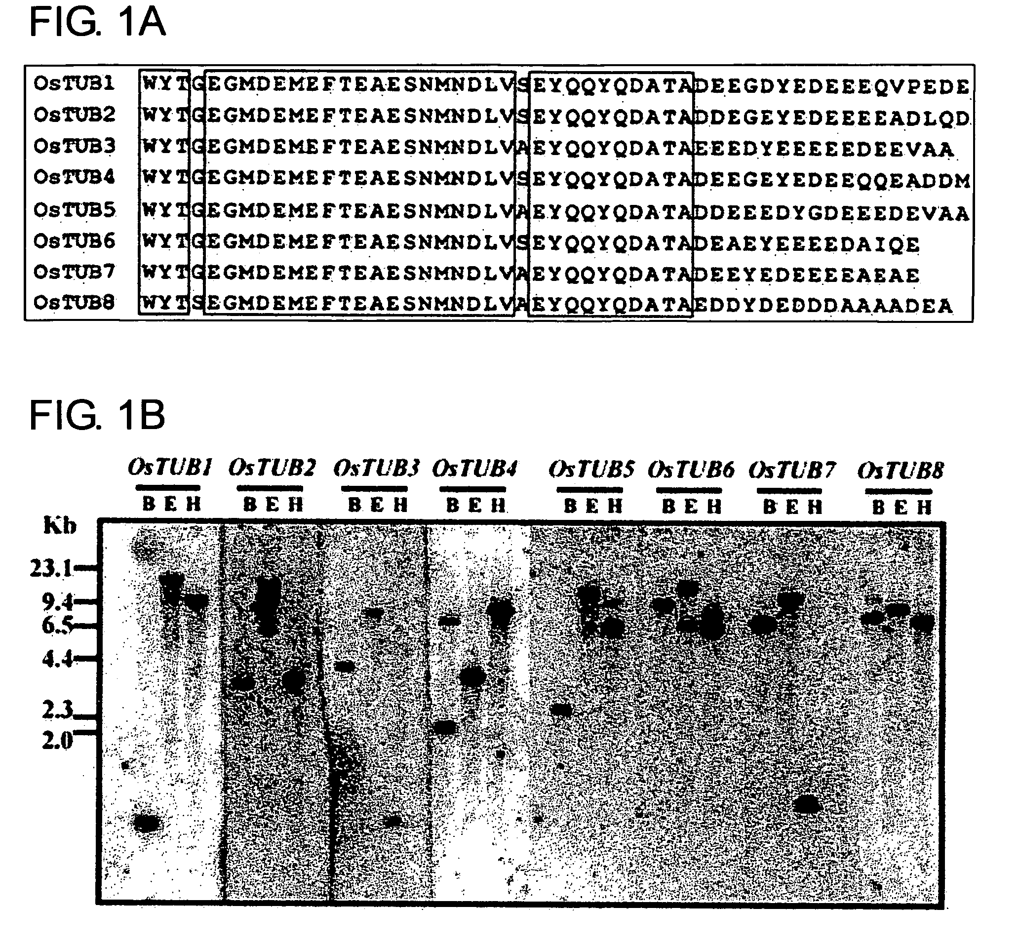 Anther-specific promoter from the rice TUB8 gene and uses thereof