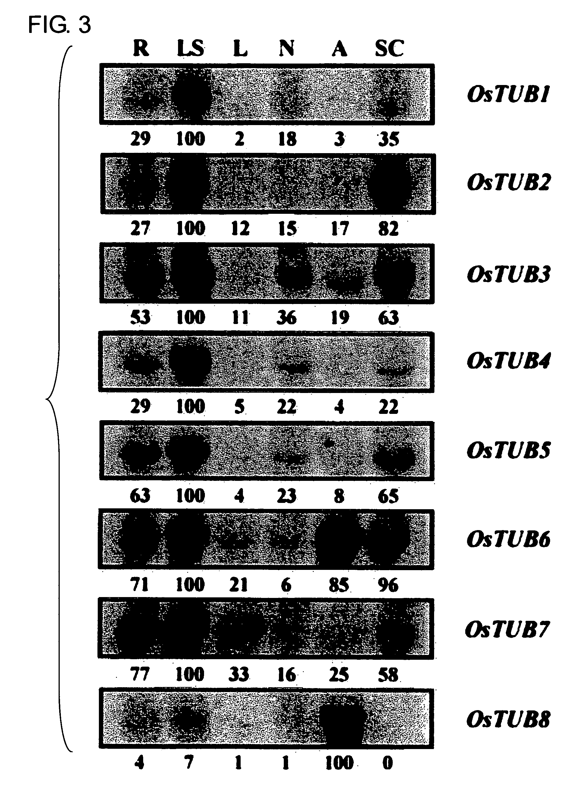 Anther-specific promoter from the rice TUB8 gene and uses thereof