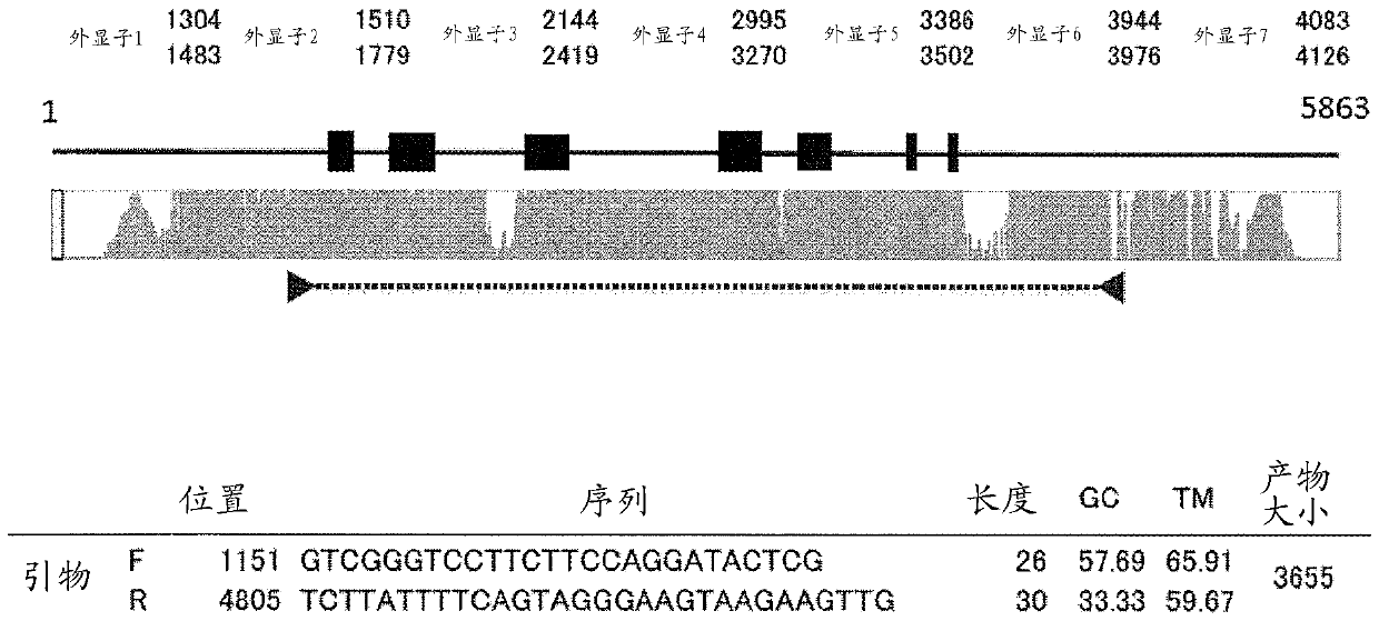 PCR primer set for HLA gene, and sequencing method using same