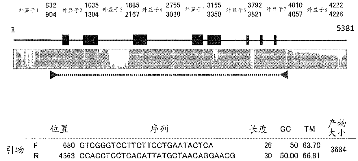 PCR primer set for HLA gene, and sequencing method using same