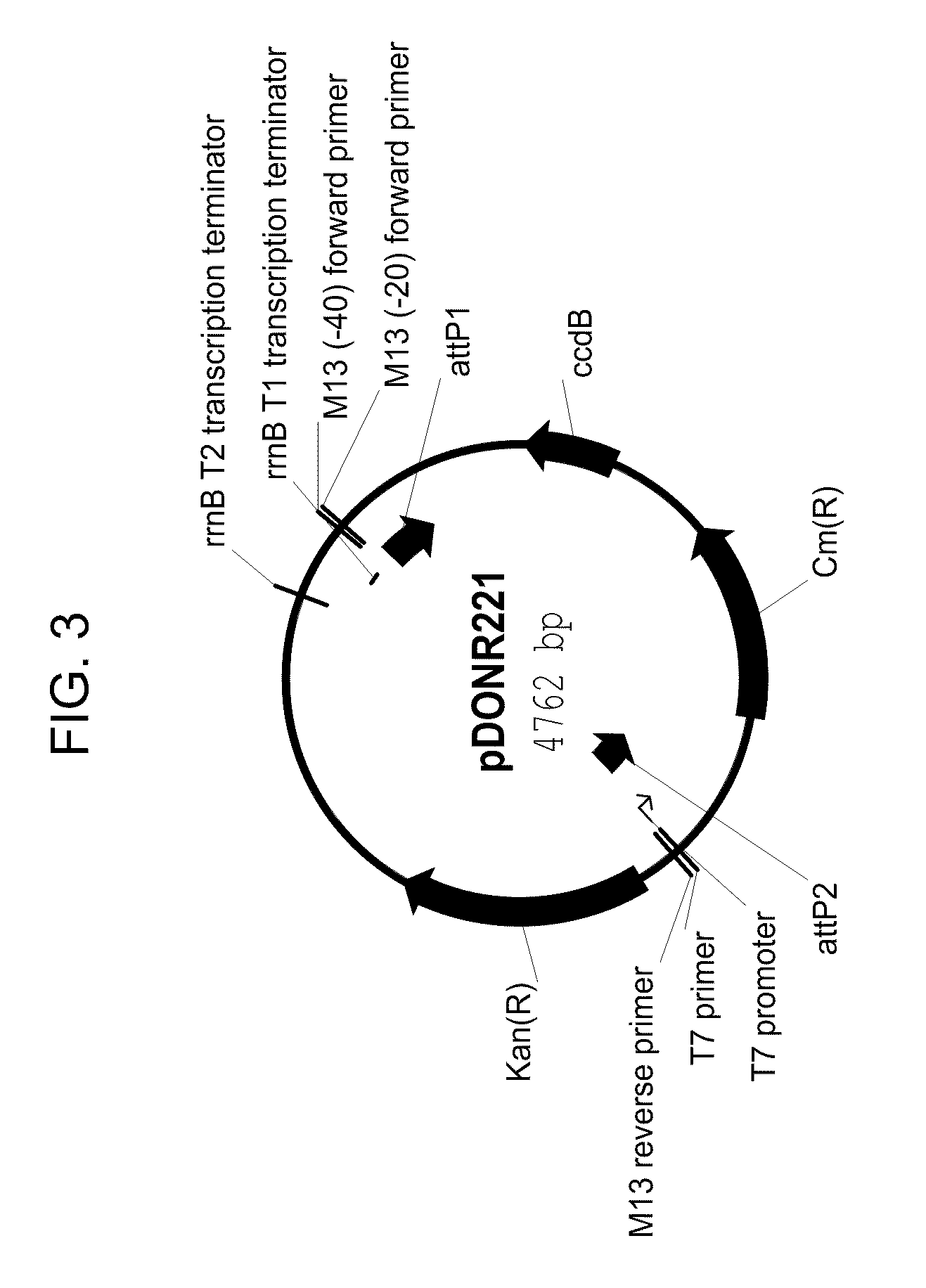 Drought tolerant plants and related constructs and methods involving genes encoding ferredoxin family proteins