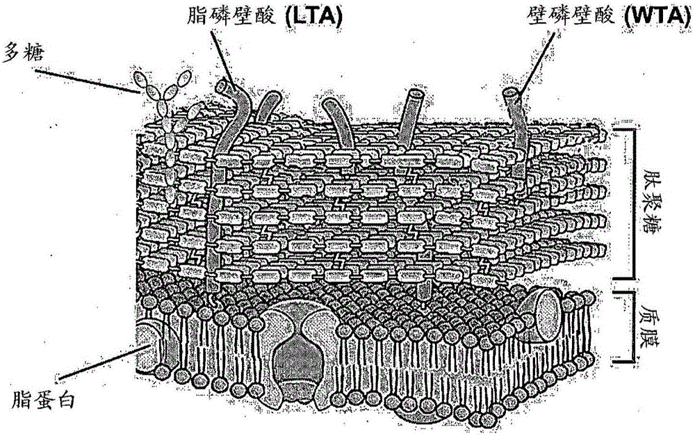 Composition for preventing or treating staphylococcus aureus infection