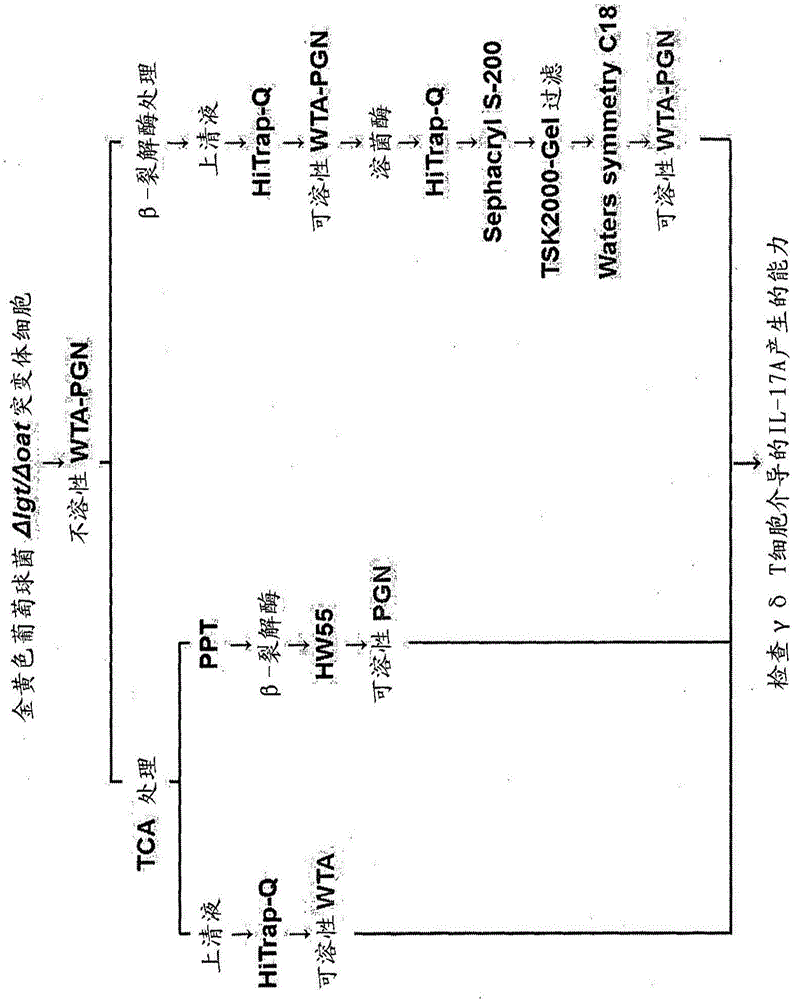 Composition for preventing or treating staphylococcus aureus infection