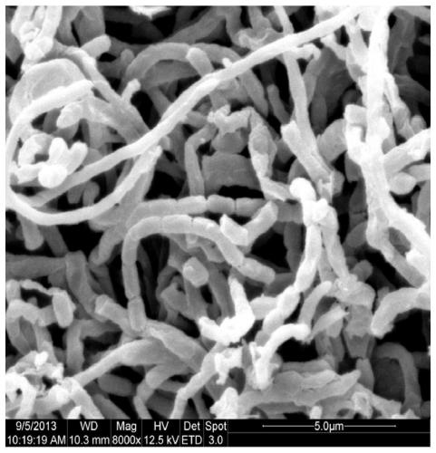 Preparation method and application of actinomycin d