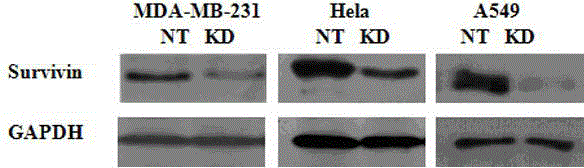 siRNA sequence for inhibiting survivin gene expression and use