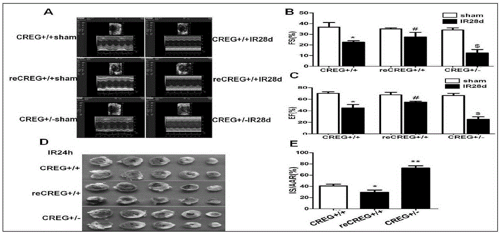 Medical application of CREG protein to myocardial Ischemia-reperfusion injury protection