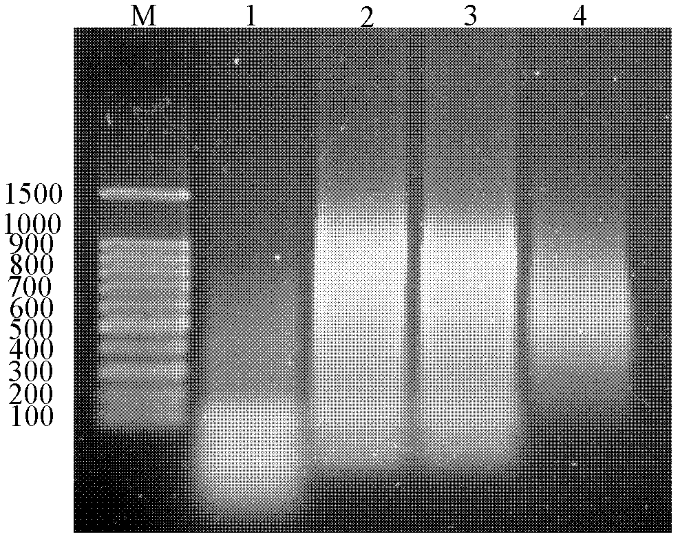 PCR (polymerase chain reaction) method for eliminating genes