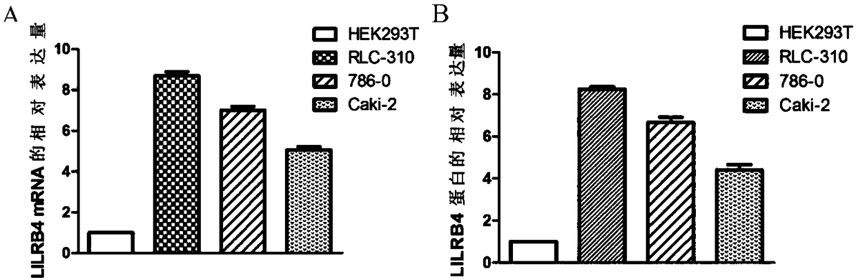 Biological marker related with clear cell renal cell carcinoma and application thereof
