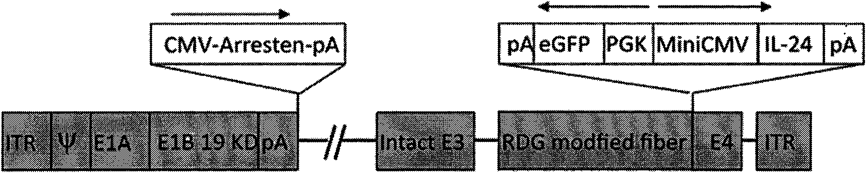 Conditionally replicating oncolytic adenoviral vector used for expressing two exogenous genes and modified by small peptide, construction method and application thereof