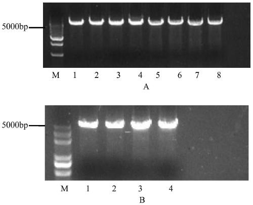 Recombinant aldo-keto reductase mutant and application thereof