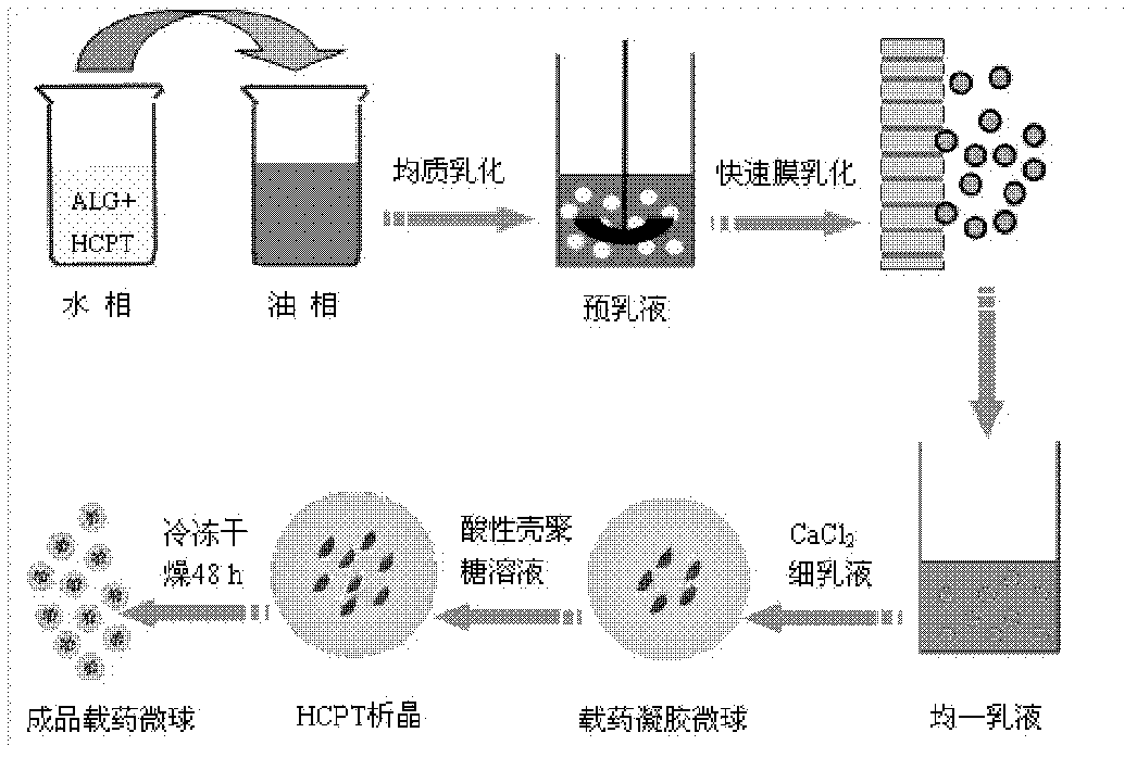 Nano-micro drug delivery system and preparation method of 10-hydroxyl camptothecin