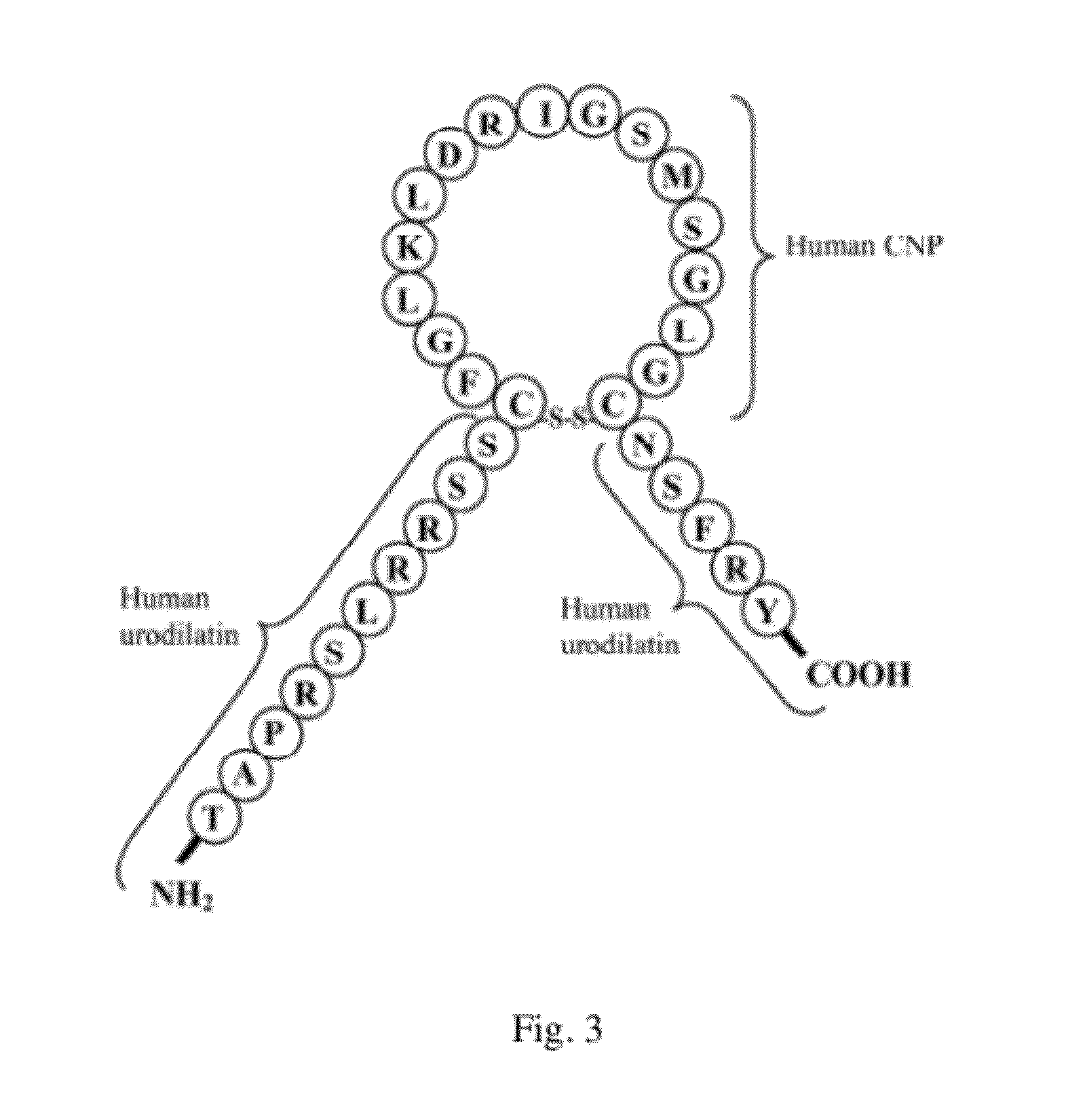 Systems and methods for therapy of kidney disease and/or heart failure using chimeric natriuretic peptides