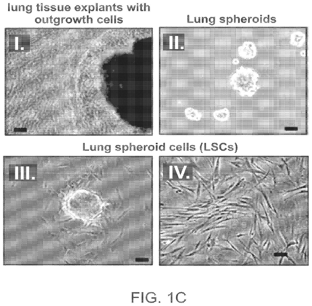 Mammalian Lung Spheroids and Lung Spheroid Cells and Uses Thereof