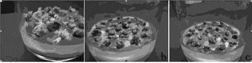 A method for directed selection of salt-tolerant body by in vitro mutagenesis