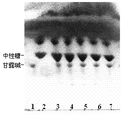 Method for inducing Polygonum ciliinerve to generate hairy roots
