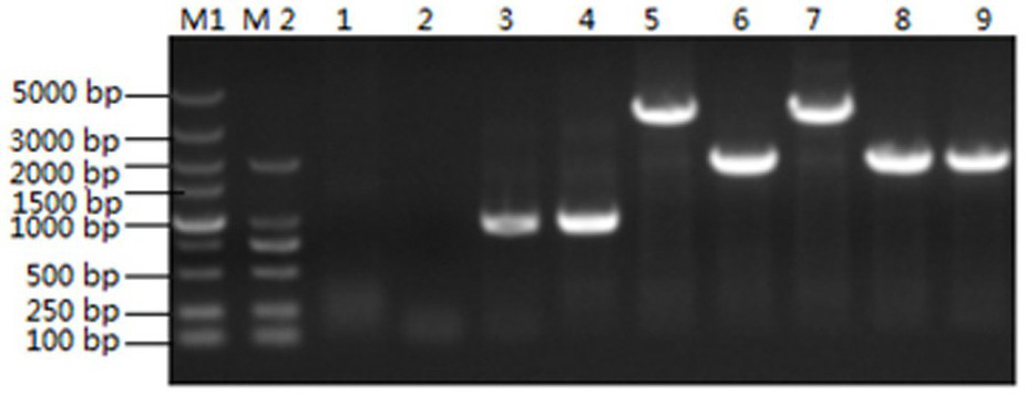 Porcine pseudorabies virus gI/gE double-gene-deleted strain and application thereof