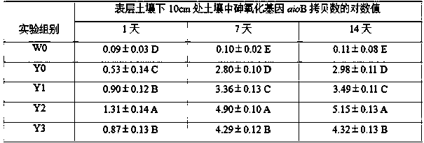 Application of arsenite oxidizing bacterium in trivalent arsenic polluted rice paddy soil colonization