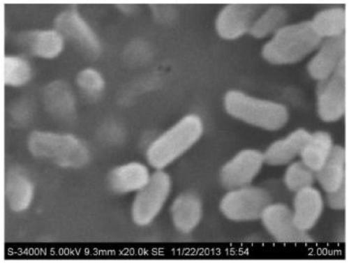 Application of Enterobacter hormaechei L124 to decomposition of agricultural wastes