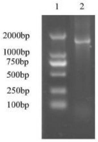 Application of Enterobacter hormaechei L124 to decomposition of agricultural wastes