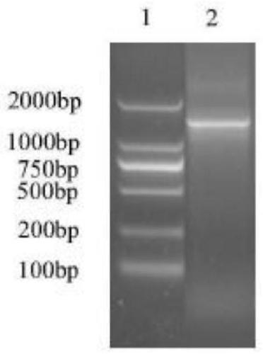 Application of Enterobacter hormaechei L124 to decomposition of agricultural wastes