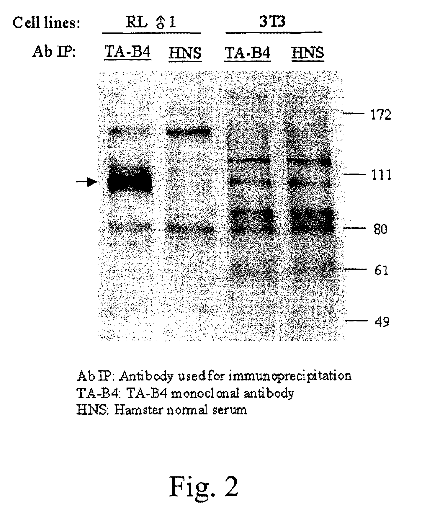 Methods of reducing T cell-mediated immune responses with multimeric P-selectin and/or E-selectin compounds