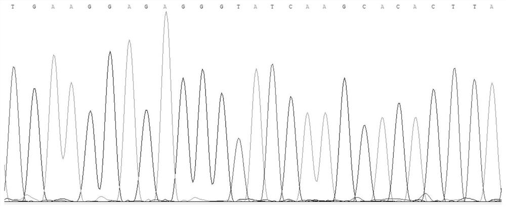 Kit and method for identifying plateau zokor