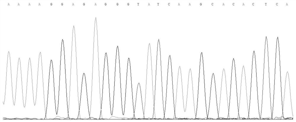 Kit and method for identifying plateau zokor