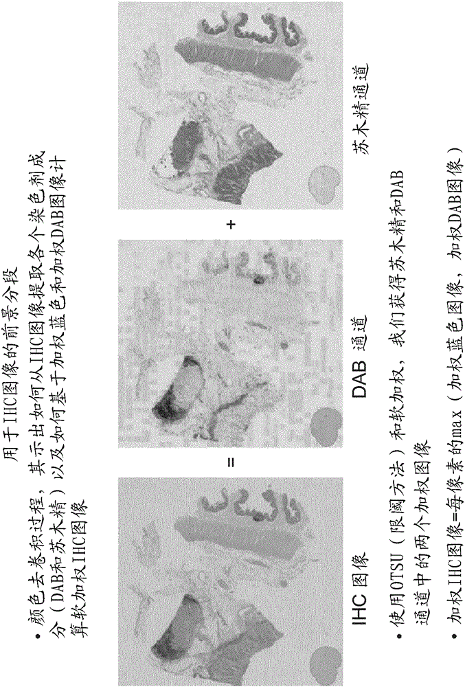 Whole slide image registration and cross-image annotation devices, systems and methods